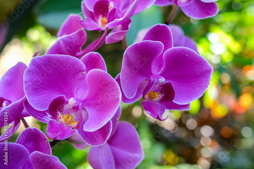 Phalaenopsis Orchid commonly known as the moth orchids, purple flowers