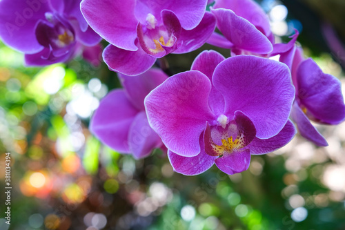 Phalaenopsis Orchid commonly known as the moth orchids, purple flowers © Regis