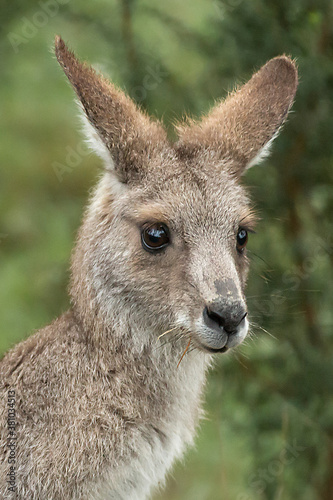 Kangaroo Headshot