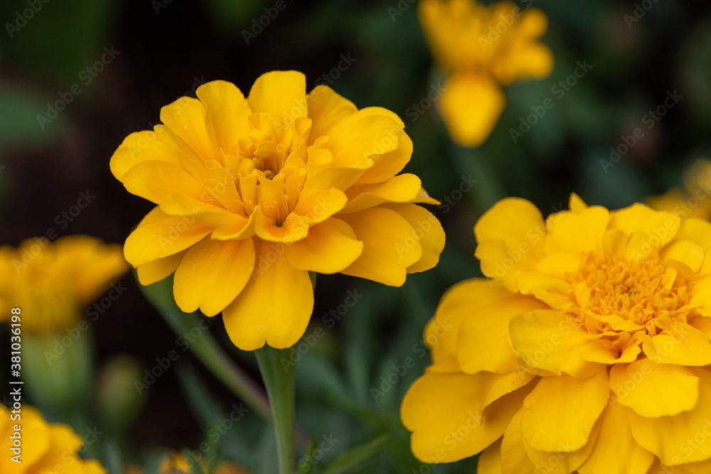 Fototapeta premium African marigolg with yellow flowers