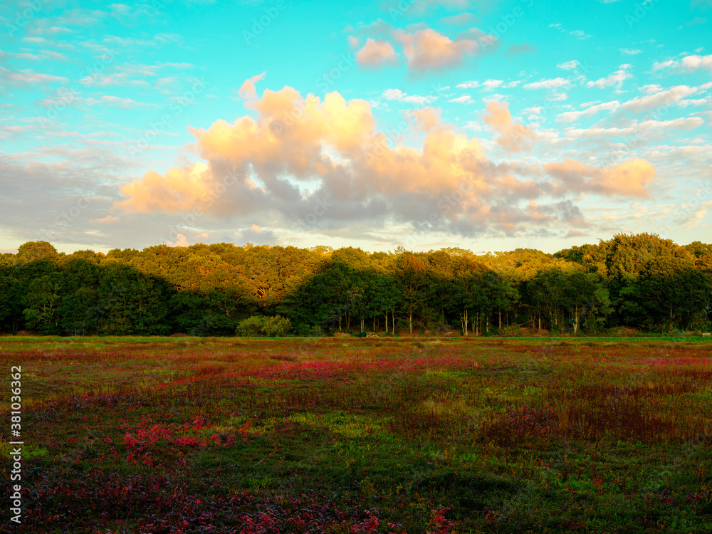 Dramatic cloudscape over the  cranberry bog in autumn on turquoise-colored sky backgrounds on Cape Cod