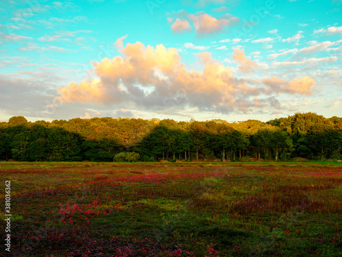 Dramatic cloudscape over the cranberry bog in autumn on turquoise-colored sky backgrounds on Cape Cod
