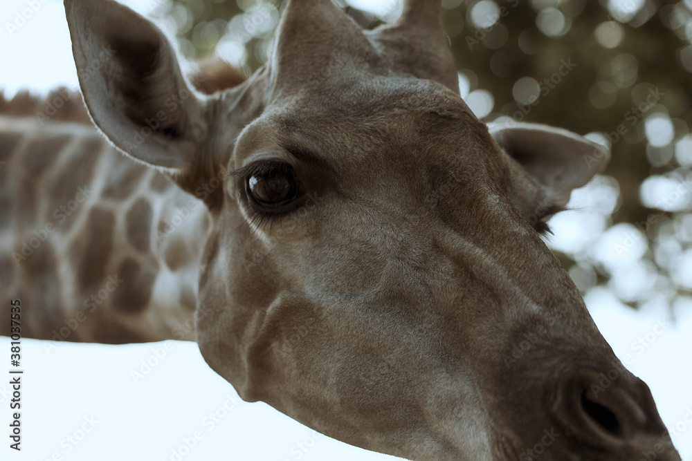 Φωτογραφία Captive animal workers visit the zoo, photographed in Asia