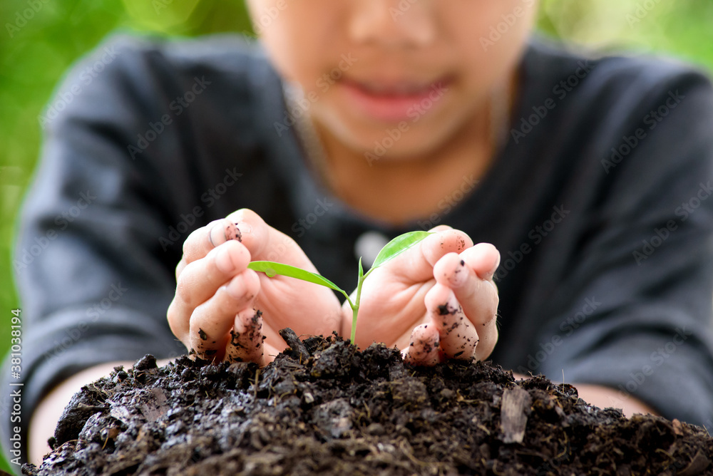 Fotografie Little seedling in boy hands