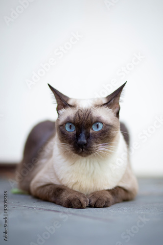 Portrait of the siamese cat are sitting on the cement floor. Thai cat with blue eye are looking at something with white background. Using a vertical technique.
