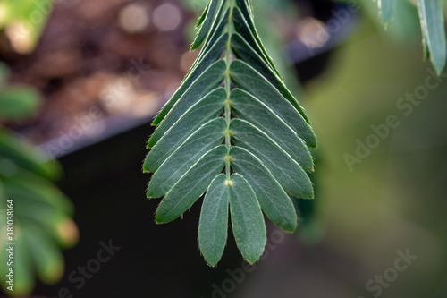 Macro abstract view of fern-like leaves on a potted Sensitive plant (mimosa pudica) which rapidly close and droop when stimulated by touch or wind. It is also called sleepy plant or touch-me-not.