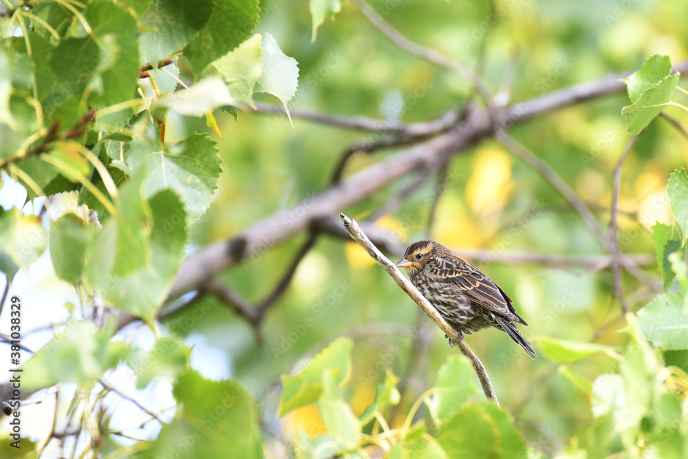 Beautiful Swamp Sparrow perched on a branch in the woods Beautiful Swamp Sparrow perched on a branch in the woods