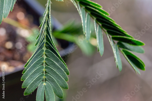 Obraz na plátne Macro abstract view of fern-like leaves on a potted Sensitive plant (mimosa pudica) which rapidly close and droop when stimulated by touch or wind