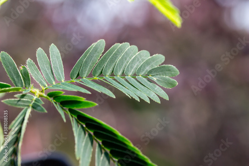 Macro abstract view of fern-like leaves on a potted Sensitive plant  mimosa pudica  which rapidly close and droop when stimulated by touch or wind. It is also called sleepy plant or touch-me-not.