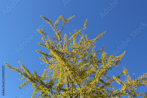 Lonesome yellow ginkgo tree during spring season photo