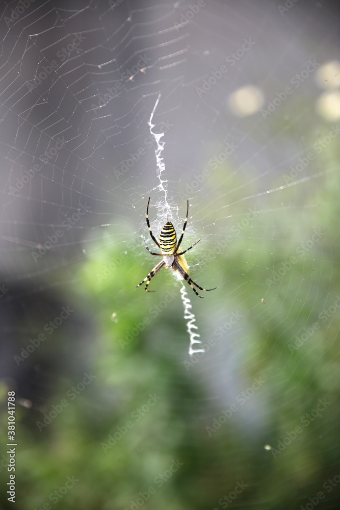 spider on the web