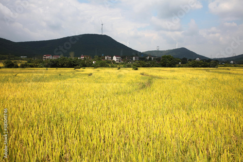Yellow rice fields under the blue sky
