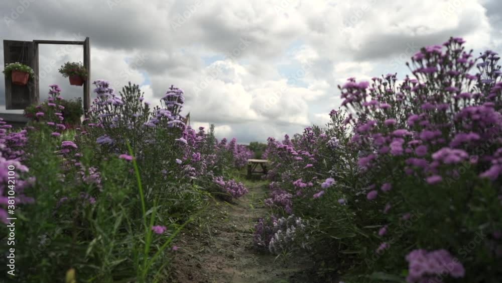 Beautiful blossom Violet Margaret Flower field Beautiful blossom Violet Margaret Flower field