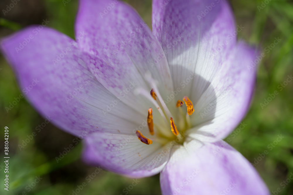 Fototapeta premium イヌサフラン