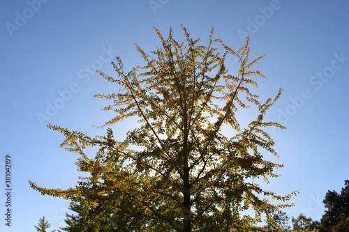 Silhouette of single yellow ginkgo tree during spring photo