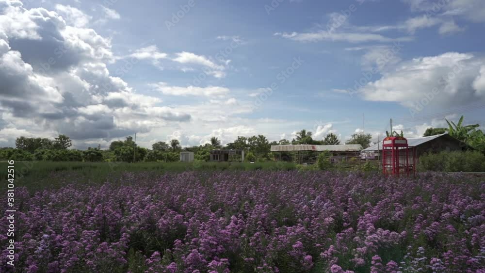 Little girl walking at Violet Margaret Flower field