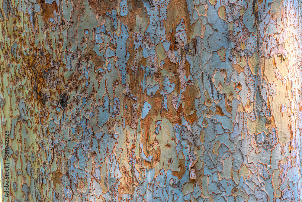 The colorful bark of a sycamore This type of sycamore tree can be found widely near my home. I noticed the faint colors of this bark in nature, and with some post-processing  techniques I was able to 