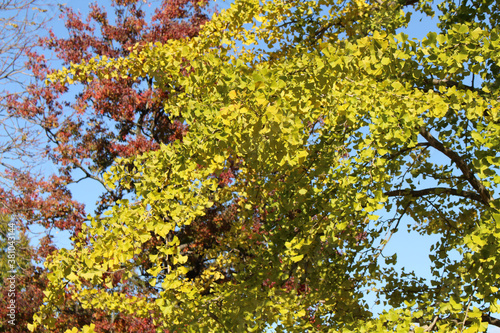 Japanese yellow ginkgo tree with red one as background in spring photo