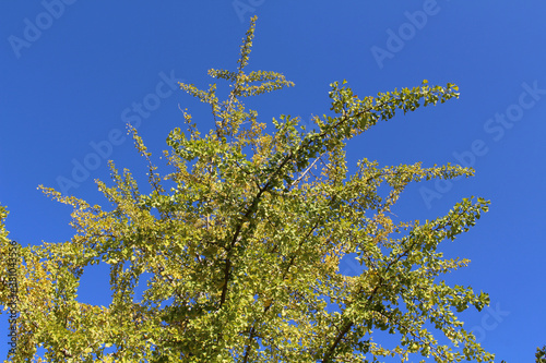 Yellow Ginkgo tree branches and blue sky photo