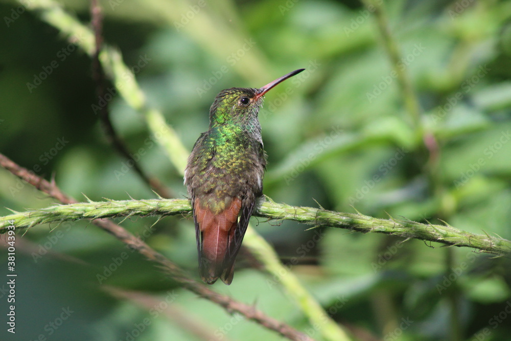 Fototapeta premium hummingbird in flight