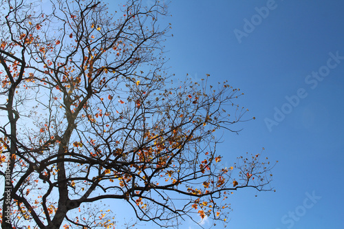 Ginkgo leaves on branches during spring photo
