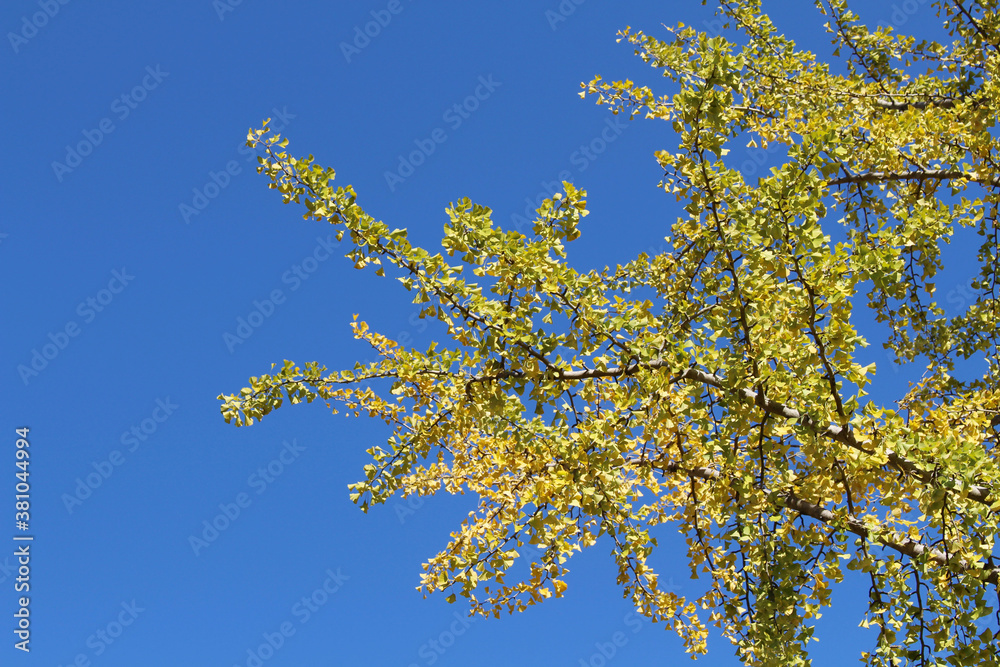 Yellow ginkgo leaves on branches during spring Yellow ginkgo leaves on branches during spring