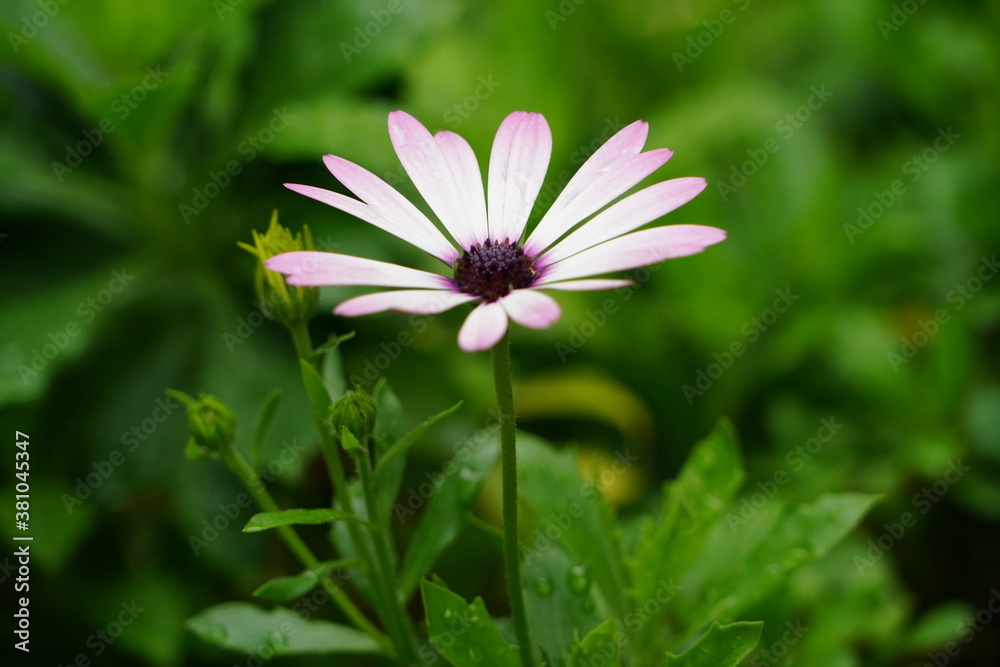 pink cosmos flower pink cosmos flower