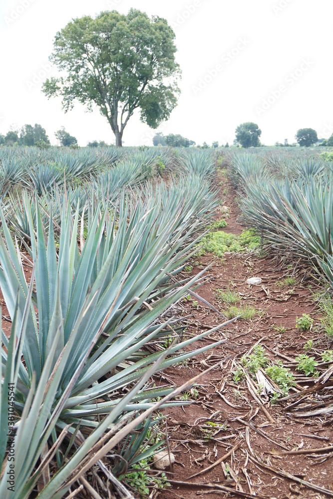 Fototapeta premium Agave Fields