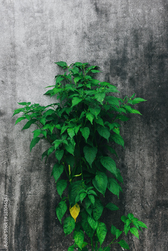 plant tree on dark wall background - Chili tree