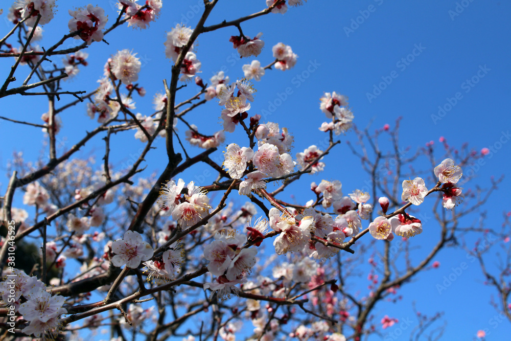 Blooming sakura or shidari ume flowers on branches Blooming sakura or shidari ume flowers on branches
