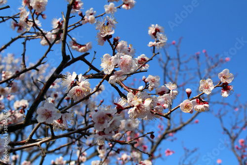 Blooming sakura or shidari ume flowers on branches