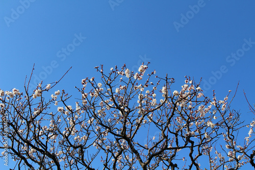 Blooming sakura or shidari ume flowers on branches