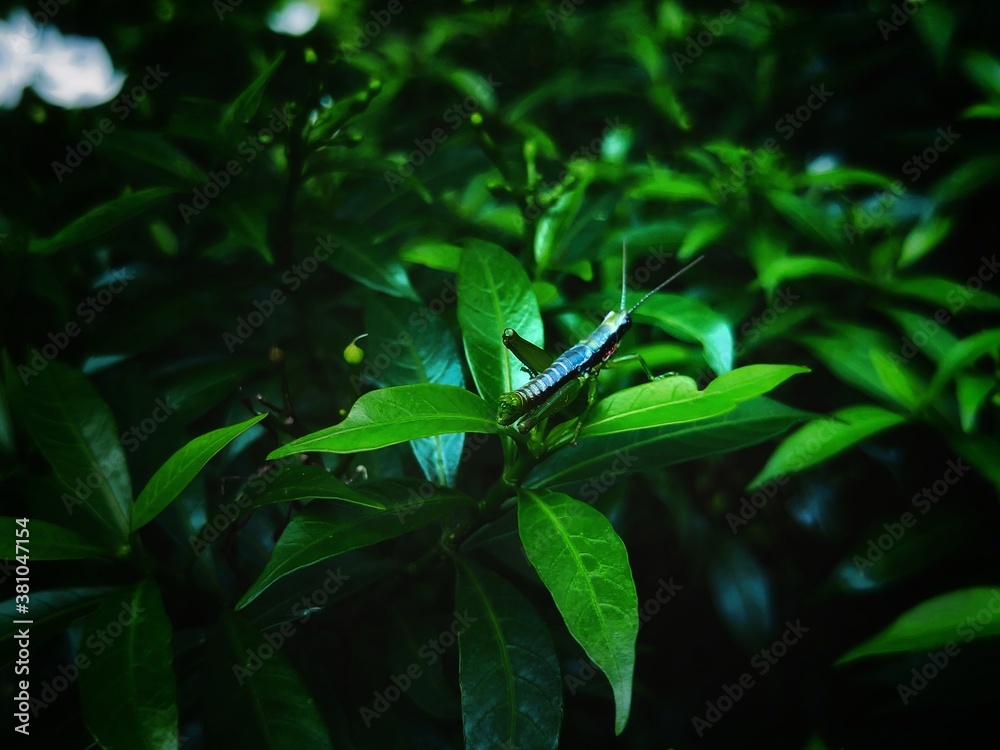 Fototapeta premium green leaves in the garden