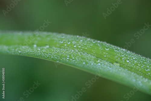 Blade of Grass With Dew 1