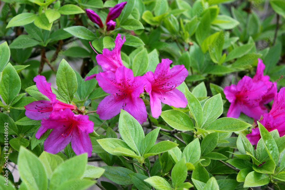 close-up pink royal azalea blossoms close-up pink royal azalea blossoms