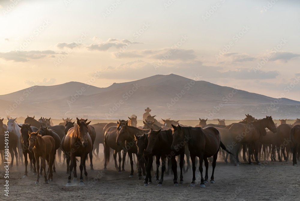 Western cowboy riding horses with dog in cloud of dust in the sunset