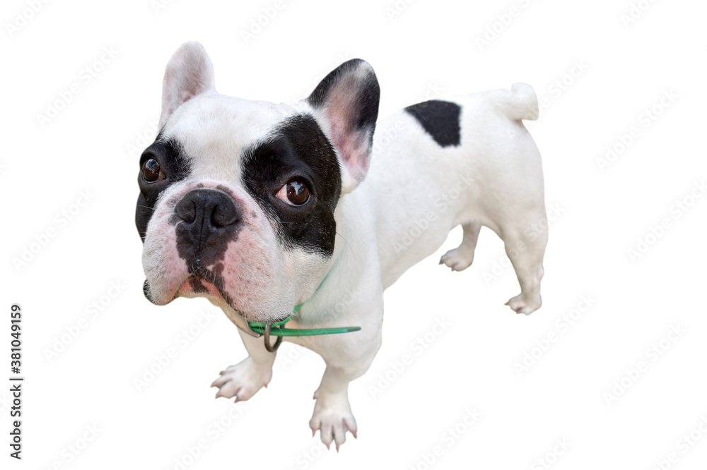 French bulldog looking at camera French bulldog looking at camera