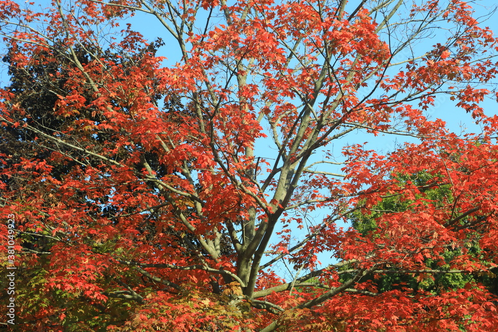 Autumn seasonal colors