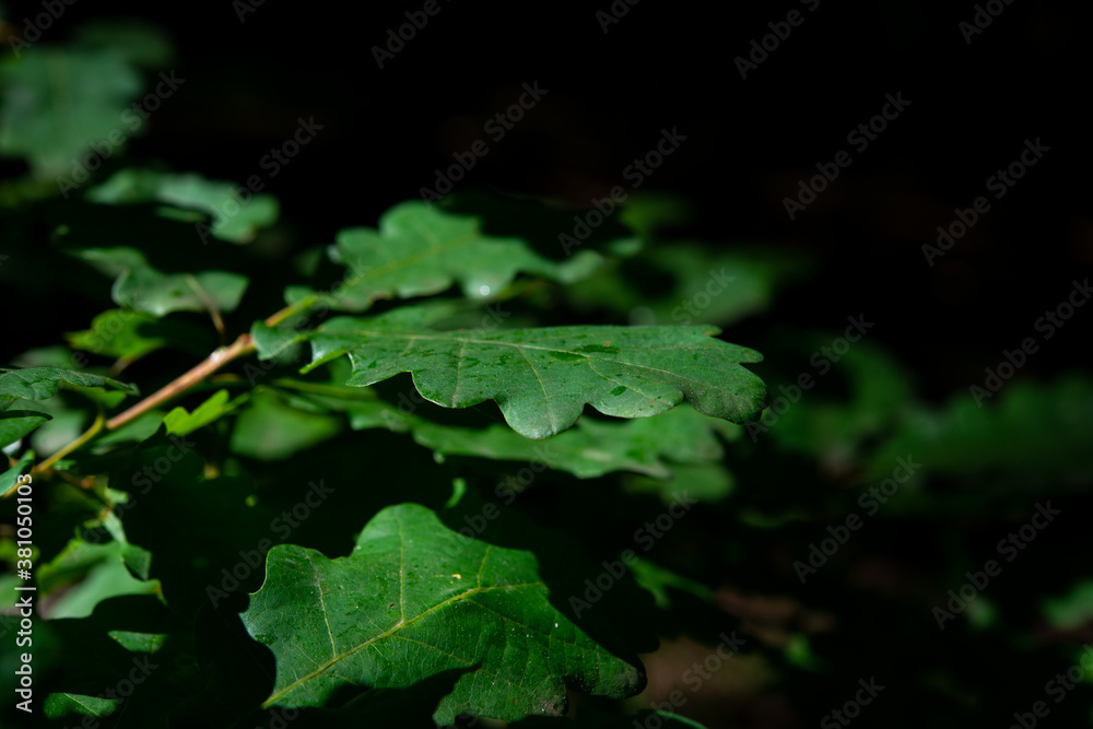 grass at the base of trees with bark in the green forest grass at the base of trees with bark in the green forest
