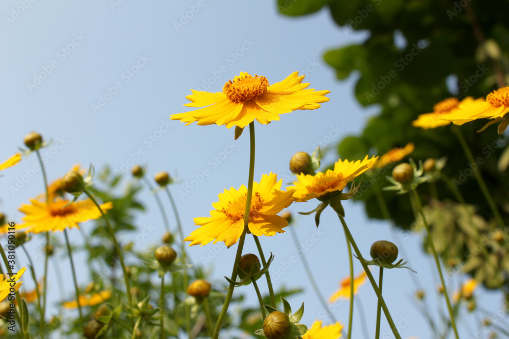 Fototapeta premium Golden-Wave flower on nature background