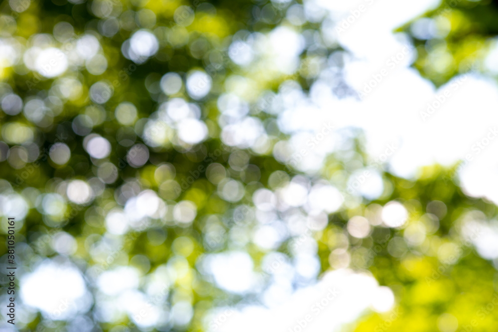 Obraz premium grass at the base of trees with bark in the green forest