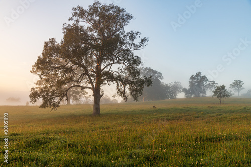 Rural Countryside in the early morning light