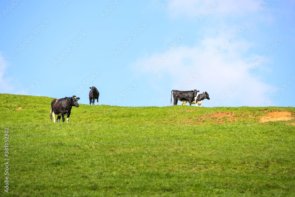 Cow in the pasture, North island, New Zealand
