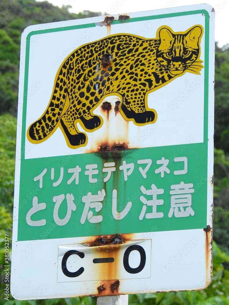 18 件の最適な イリオモテヤマネコ 画像 ストック写真 ベクター Adobe Stock