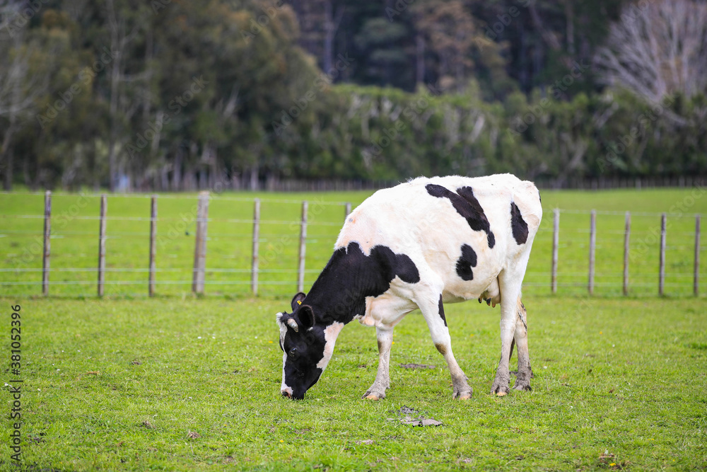 Cow in the pasture, North island, New Zealand
