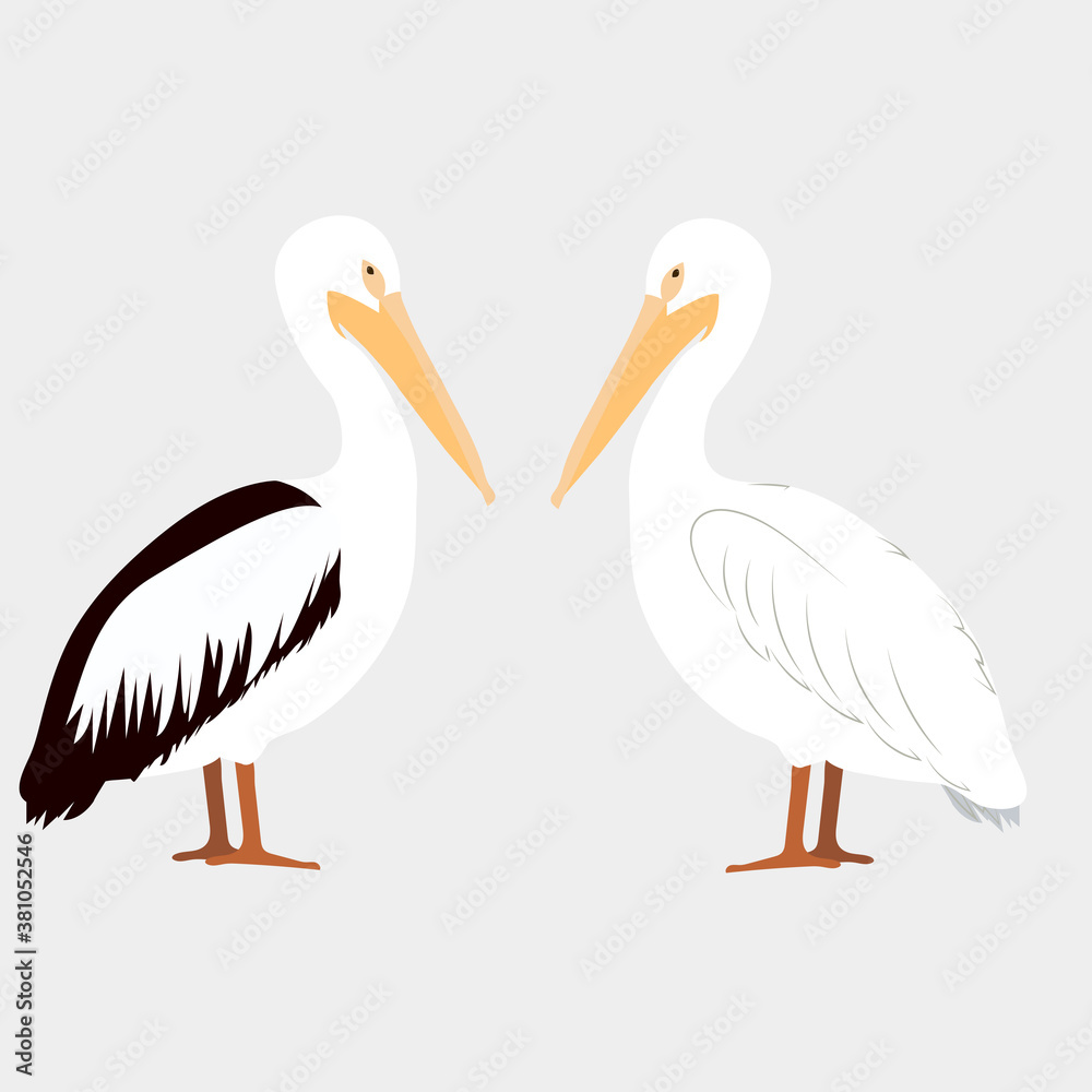 Obraz premium Vector illustration with pelicans