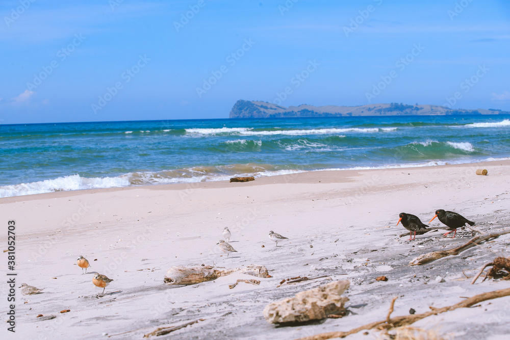 Bird on the beach, Royal Billy Point Park, Pauanui, New Zealand Stock ...
