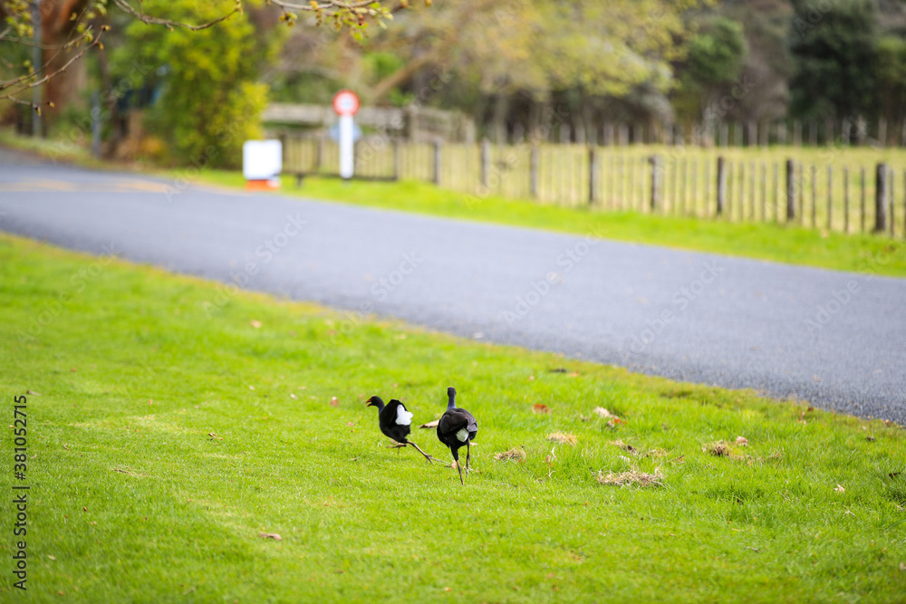 Bird in Wenderholm Regional Park, New Zealand
Bird in Wenderholm Regional Park, New Zealand