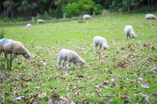 Sheep in the pasture  Wenderholm Regional Park  New Zealand 