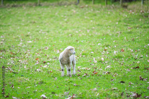 Sheep in the pasture, Wenderholm Regional Park, New Zealand 